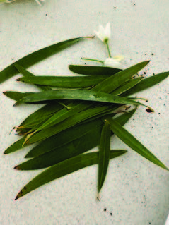Maxim Organics — process shot 2